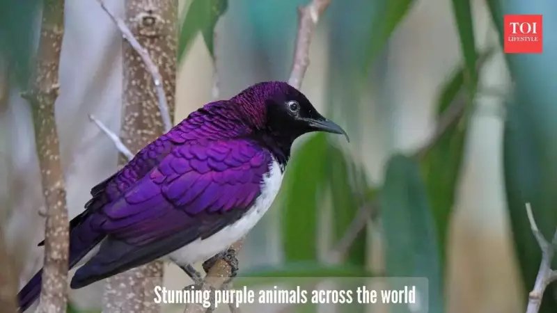 5 Stunning Purple Animals That Look Like Artistic Masterpieces