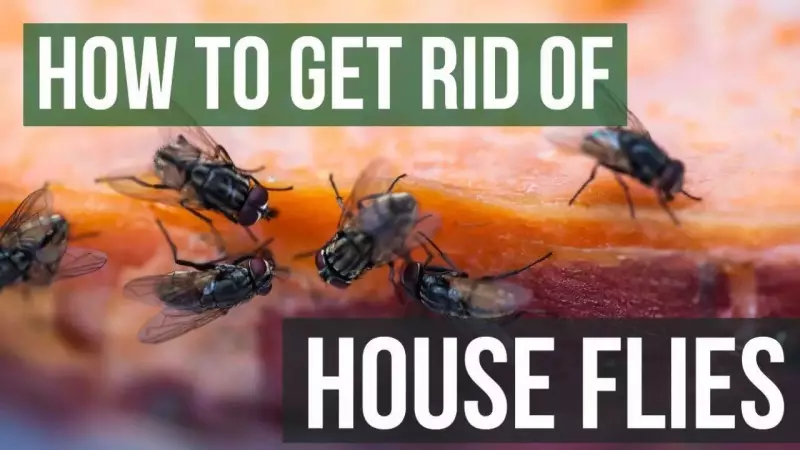 6 Natural Scents That Effectively Repel Flies From Your Home