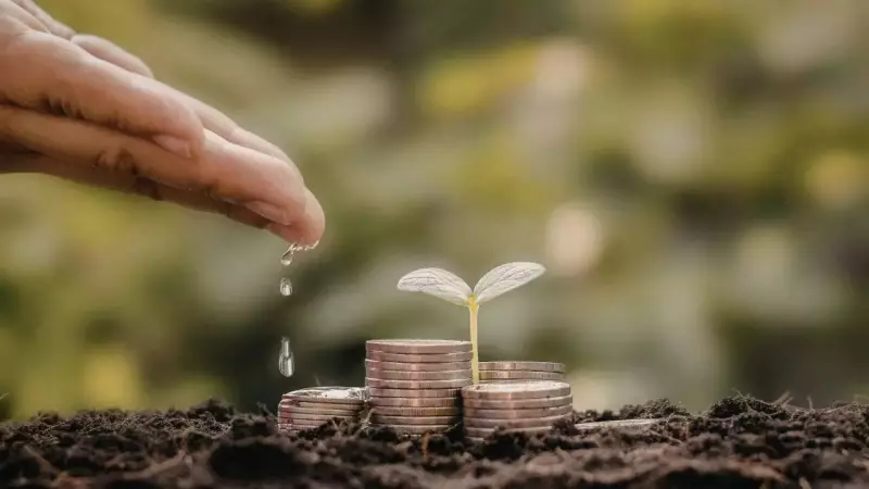 7 Easy Steps to Revive Your Yellowing Money Plant at Home