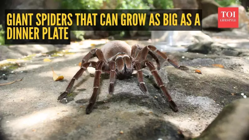 7 Giant Spider Species That Will Amaze You With Their Size
