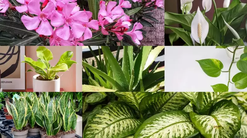 7 Houseplants to Avoid for Child Safety: Expert Guide for Indian Parents