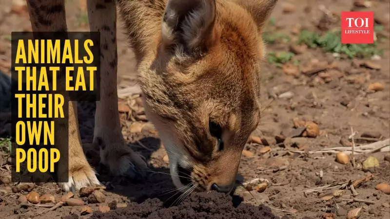 8 Animals That Eat Their Own Poop: Nature's Survival Strategy