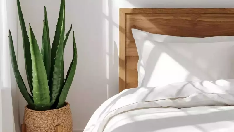 Aloe Vera in Bedroom: The Natural Secret to Better Sleep & Air Quality