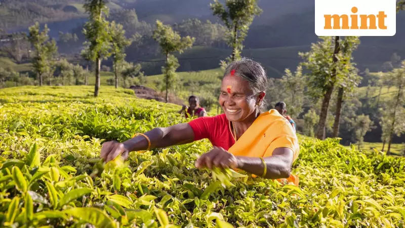 Beyond Darjeeling: Exploring South India's Diverse Tea Gardens