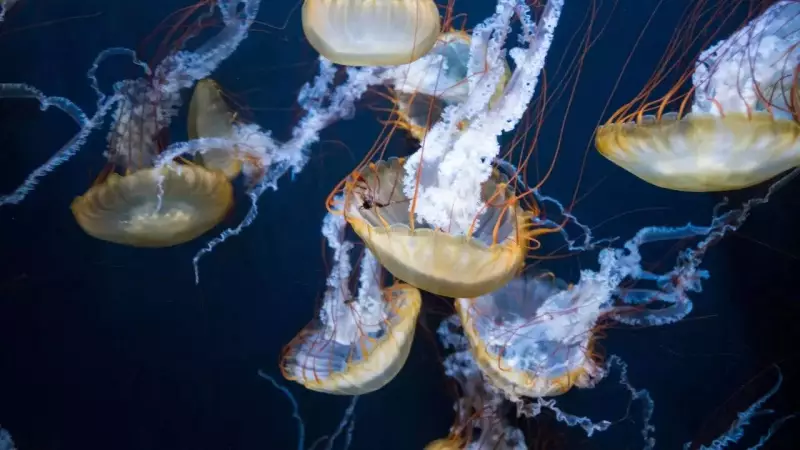 Brainless Wonders: 5 Animals That Thrive Without a Brain