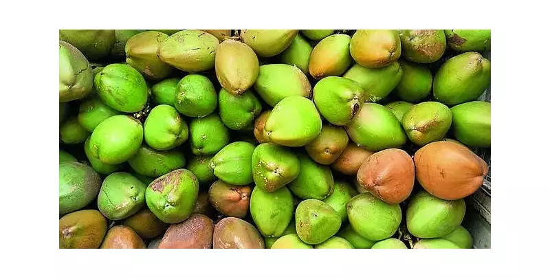 Canacona's Coconut Crisis: Vanishing Pluckers Threaten Goa's Green Gold