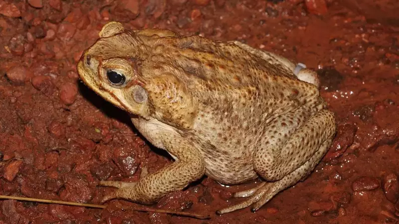 Cane Toad Invasion: How This Toxic Amphibian Conquered Ecosystems