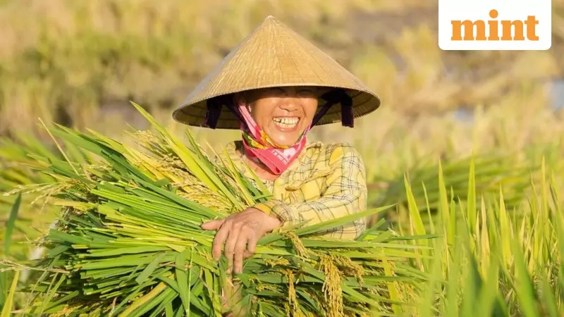 Climate Change Cuts Global Rice Yield by 4.3%, Floods Threaten Food Security
