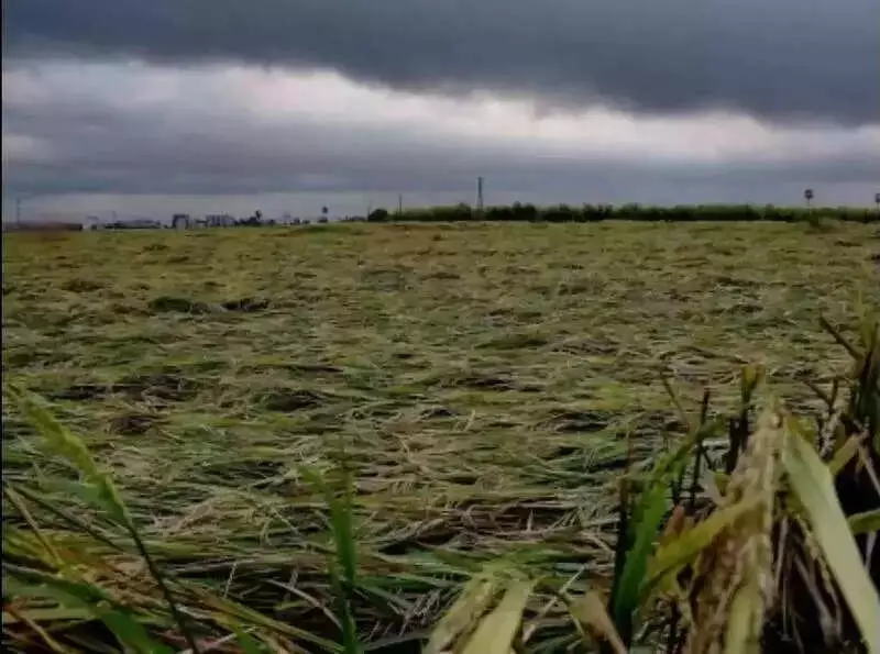 Cyclone Motha Wreaks Havoc: 1.58 Lakh Hectares of Crops Destroyed Across Andhra Pradesh