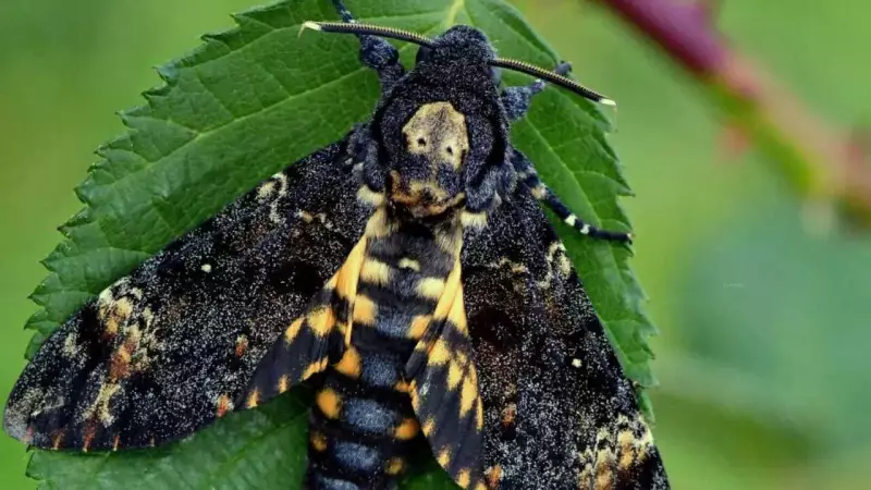 Death's-Head Hawk Moth: 5 Fascinating Facts Beyond the Skull Marking