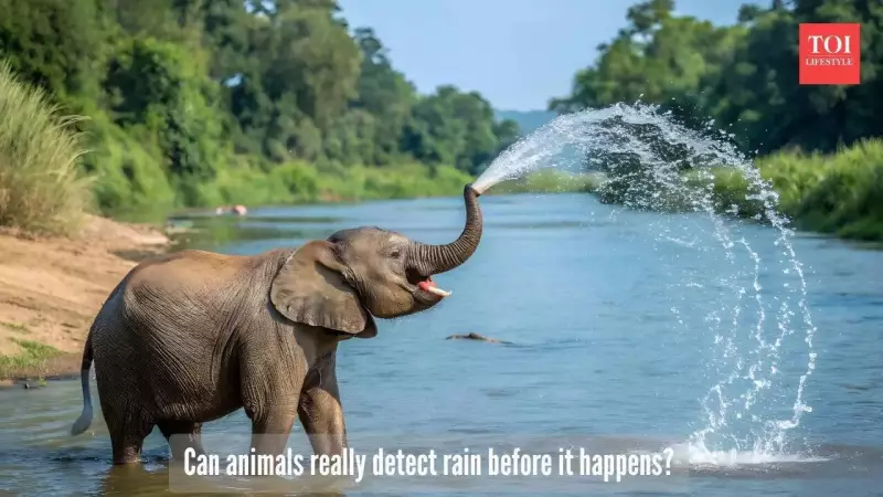 Elephants Detect Rain 150 Miles Away: Nature's Weather Forecasters