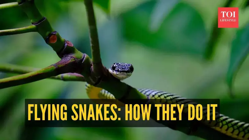 Flying Snakes: The Astonishing Science Behind Nature's Gravity-Defying Reptiles