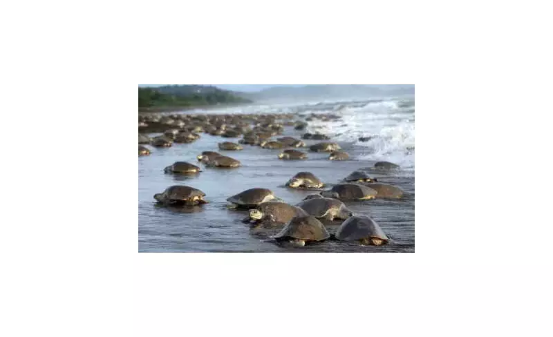 Ganjam Coast Crackdown: Intensive Patrolling Launched to Combat Illegal Fishing Activities