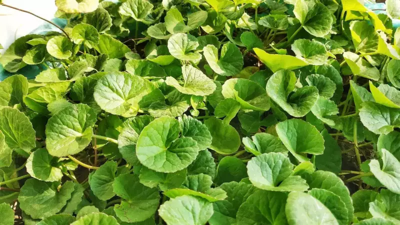 Gotu Kola: Ancient Ayurvedic Herb for Brain Boost & Organ Detox | Times of India