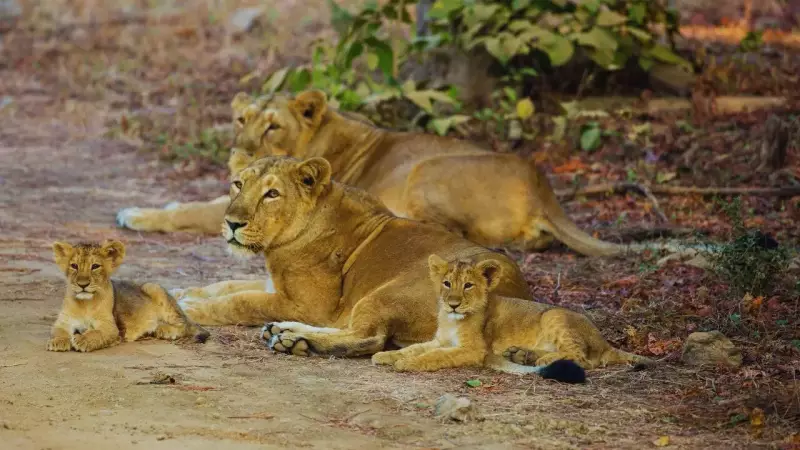 Gujarat's Wildlife Wonders: Beyond Heritage & Cuisine