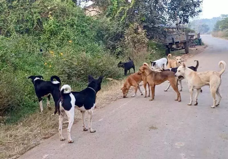 Hubballi-Dharwad Proposes Rs 5 Crore Stray Dog Pounds Following SC Directive