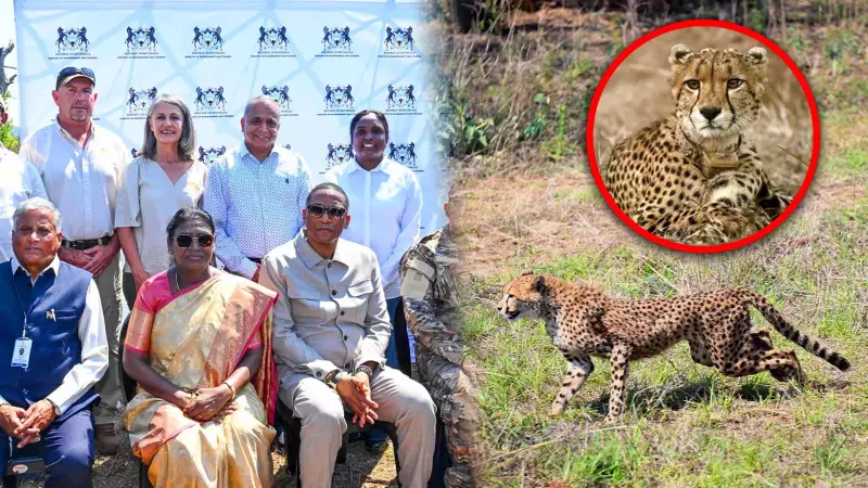 India Receives 8 Cheetahs from Botswana in Major Conservation Boost
