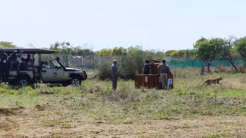 India Welcomes 8 Cheetahs from Botswana to Revive Kuno National Park