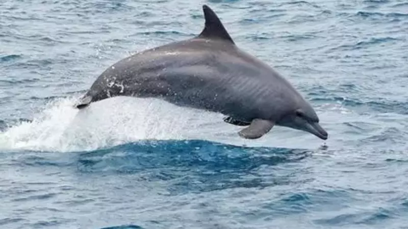 India's Marine Mammal Research Gets Major Boost With Advanced Acoustic Tracking Technology