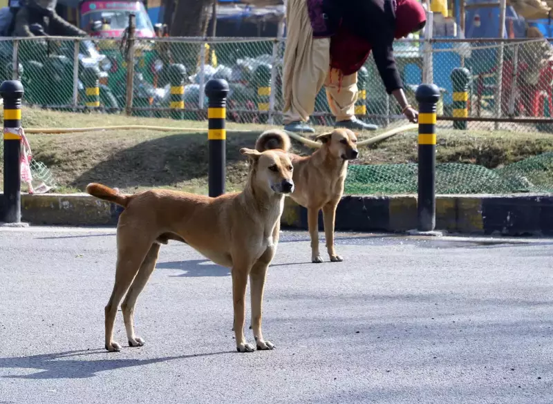 Jamshedpur Residents Demand Action on Stray Animals After Fatal Attacks
