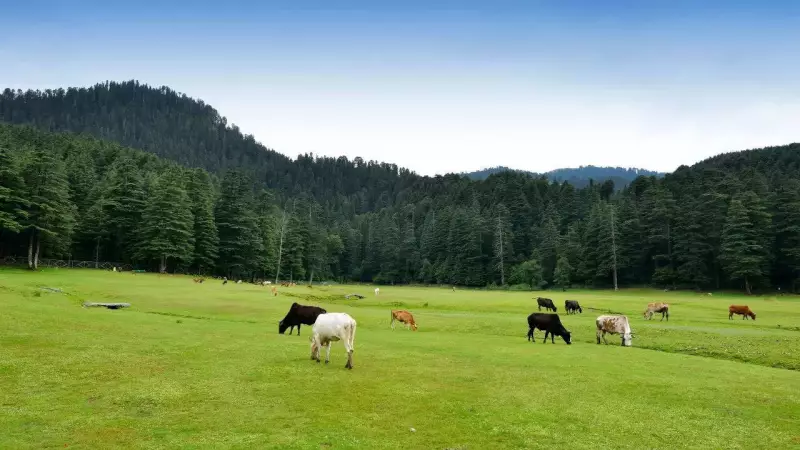 Khajjiar: India's Mini Switzerland with Meadows & Deodar Forests