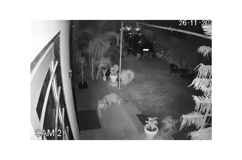 Leopard Intrusion in Jaipur's Vidyadhar Nagar Sparks Panic, Calf Killed