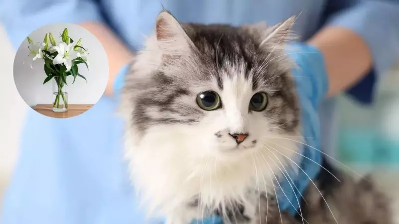 Lilies: A Deadly Threat to Cats Every Indian Home Must Know