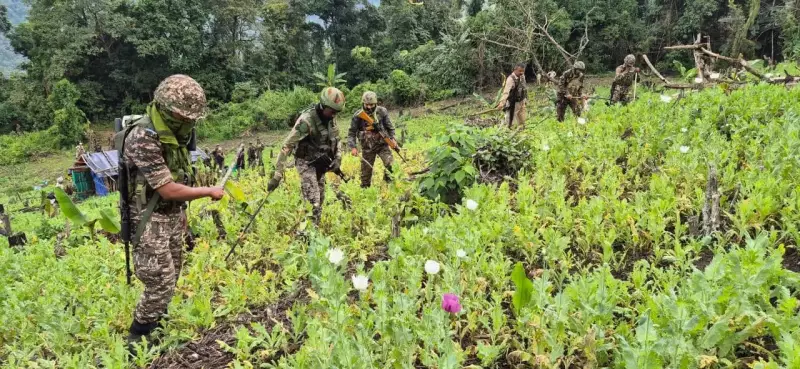 Massive Poppy Field Destruction: Security Forces Wipe Out 30 Acres of Illegal Cultivation in Manipur's Kangpokpi
