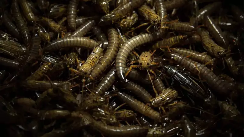 NASA Plans Cricket & Mealworm Meals for Mars Missions