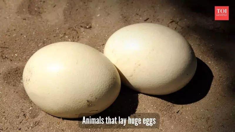 Nature's Giant Wonders: 5 Animals That Lay The Most Massive Eggs You Won't Believe!