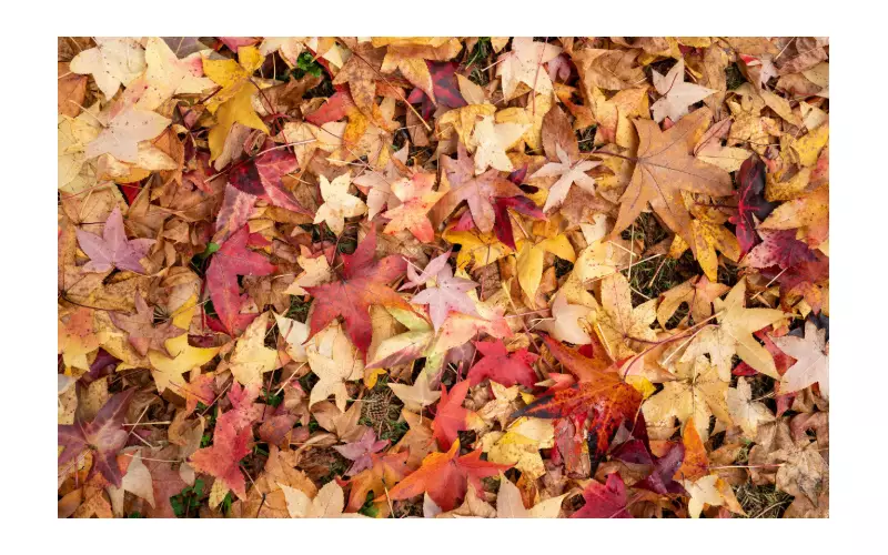 Nature's Hidden Gem: Can You Spot the Pinecone in This Autumn Leaves Puzzle Within 6 Seconds?
