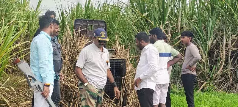 Pune Forest Department Issues Shoot-at-Sight Order After Leopard Attacks Turn Deadly in Junnar