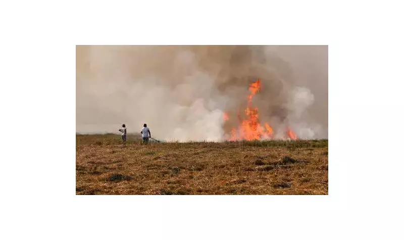 Punjab Farm Fires: 133 New Cases, Season Total Reaches 4,195