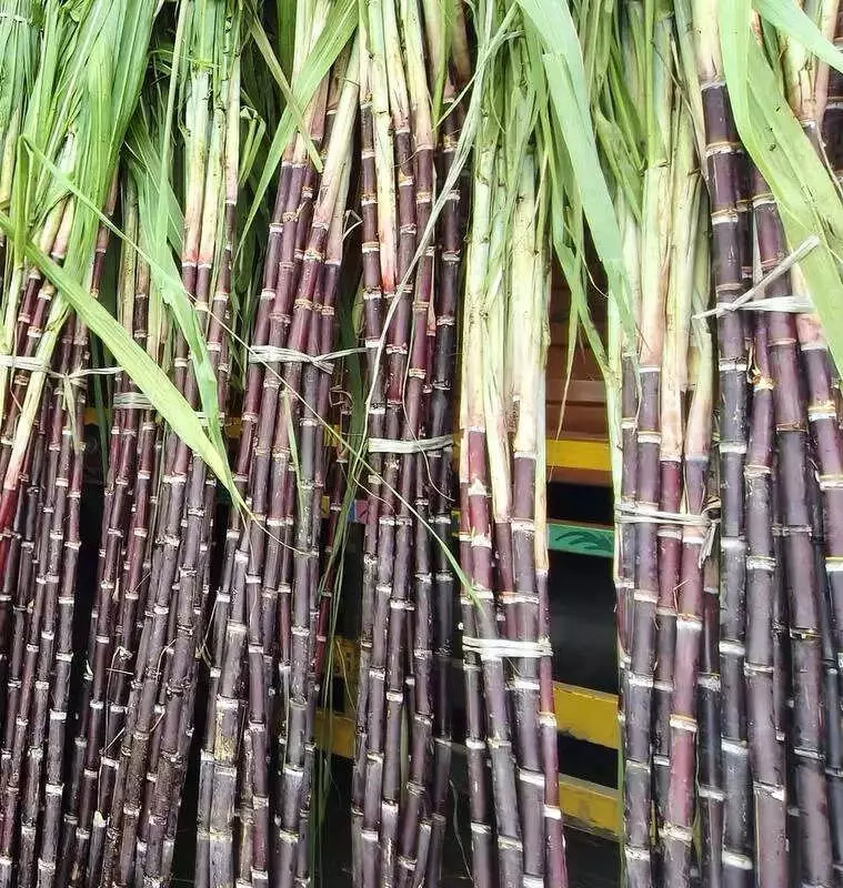 Punjab Sets National Record with Rs 416 Sugarcane Price for 2025-26