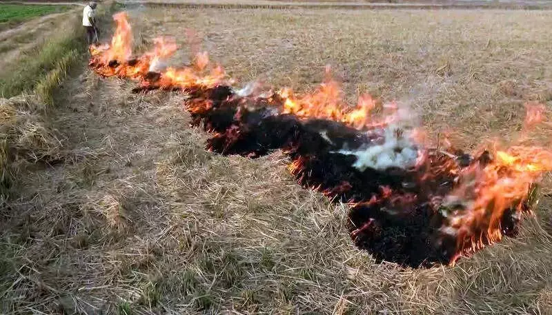Punjab Stubble Burning Drops 53%: Only 4 Cases on Saturday