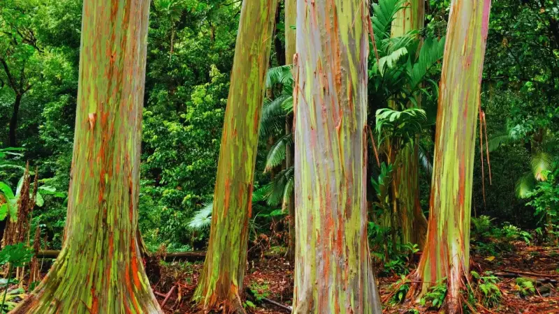 Rainbow Eucalyptus: Philippines' Alien-Like Forest That Defies Reality