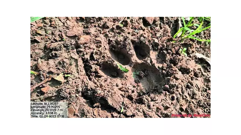 Royal Bengal Tiger Spotted in Odisha's Keonjhar Forest: Pugmark Discovery Sparks Excitement