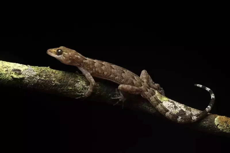 Secret Water World Discovered Beneath Kaziranga's Grasslands | ToI Report