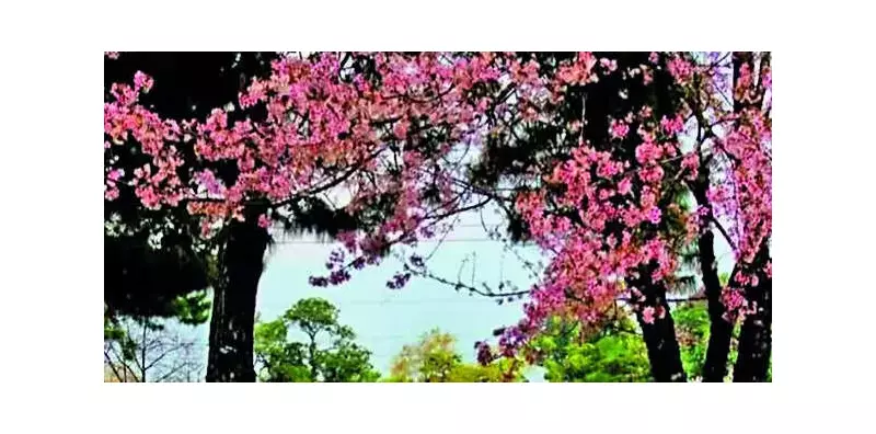 Shillong Cherry Blossom Festival 2025: The Script, Jason Derulo Headline Day 1