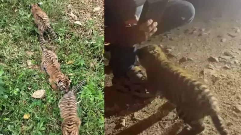 Shocking Tiger Cub Video Emerges: Two Men Caught Playing with Endangered Cats in Karnataka