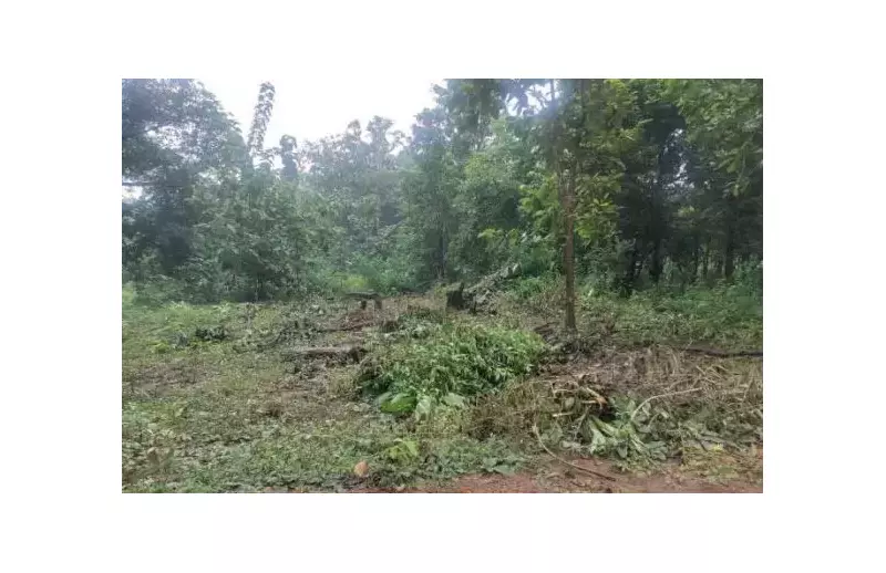 Similipal Tiger Reserve Faces Environmental Crisis Over ESZ Violations