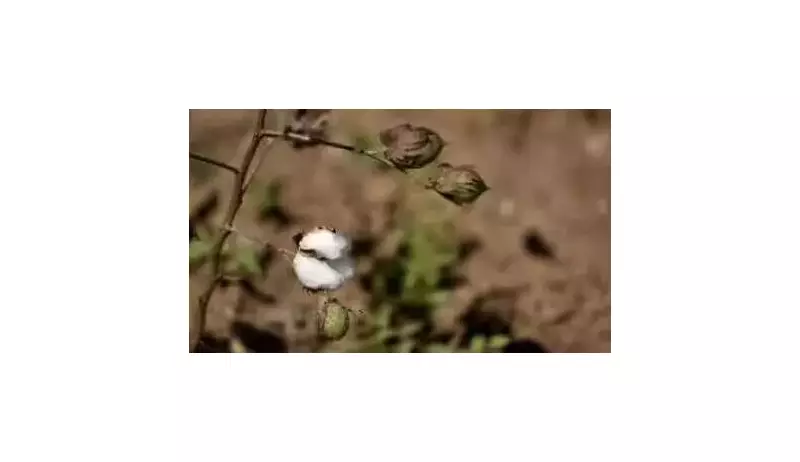 Telangana Cotton Farmers' Plight: Commission Meets Governor Over CCI Delays