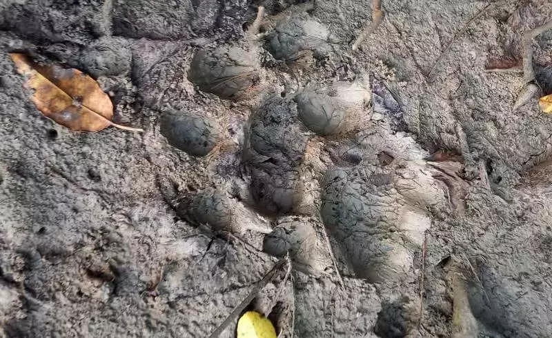 Tiger Pug Marks Spotted in Kolkata Village, Forest Team on Alert