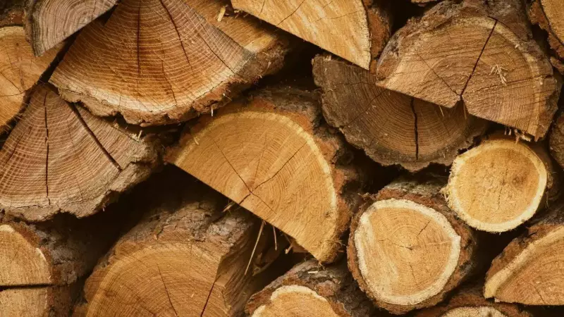 Top 10 Hardest Woods in the World: The Real Story