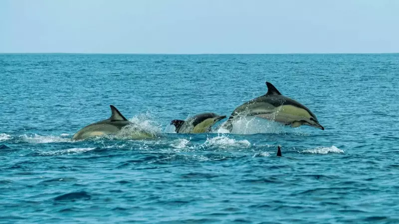 Top 5 Dolphin-Watching Spots in India: A Complete Guide