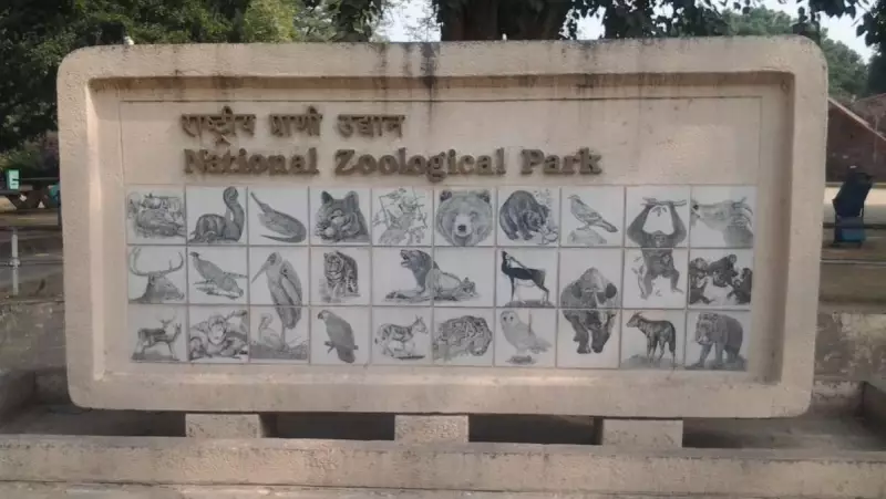 Two Jackals Escape Delhi Zoo, Search Teams Deployed in Forested Area