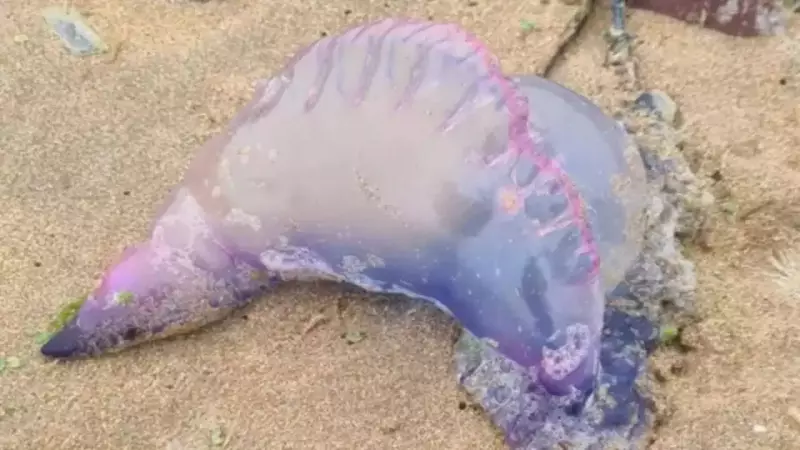 UK Beaches on High Alert: Deadly Portuguese Man O' War Invasion Spotted Along Coastlines
