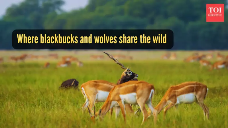 Velavadar: India's Only Park Where Blackbucks & Wolves Coexist