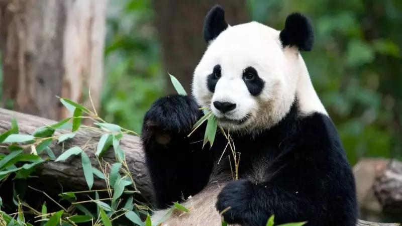 Why 'Useless' Animals Like Sloths & Mosquitoes Are Actually Vital