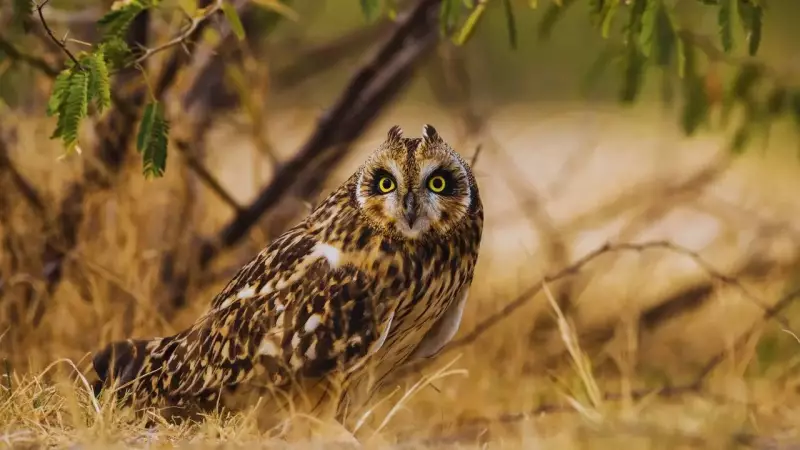 Wings Over Winter: The Incredible Journey of Migratory Birds to North India